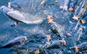 Fish-Farming-for-Beginners-4