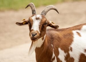 goat-5535783_640