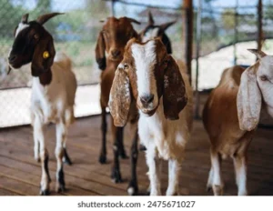 herd-goats-barngroup-goat-cute-260nw-2475671027